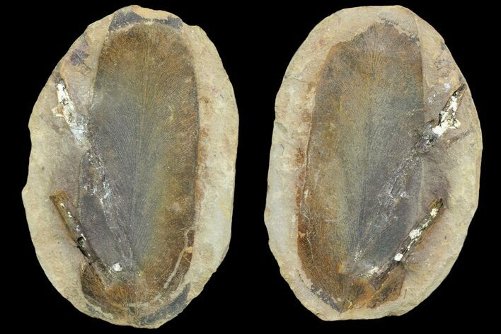 Fossil Neuropteris Seed Fern (Pos/Neg) - Mazon Creek #89925